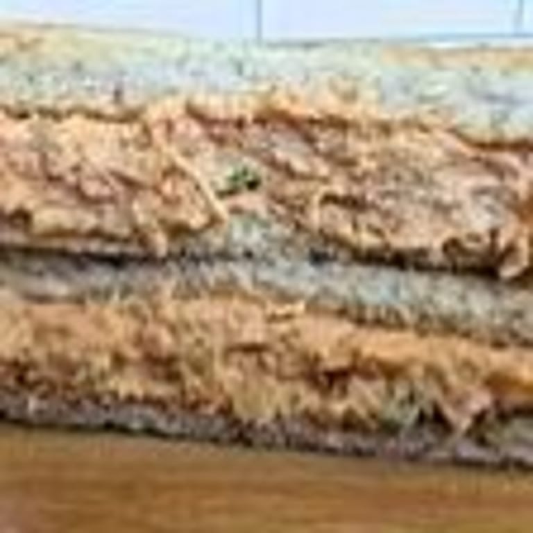 Savor Our Chicken Salad
